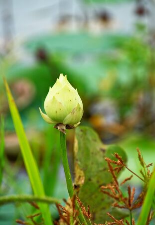 Water lily  A beautiful green lotus の写真素材