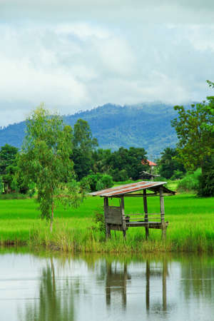 Green field, Asia paddy field の写真素材