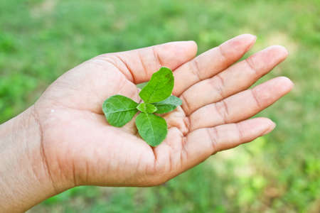 Hand holding small green leaves  Top of the leaves 