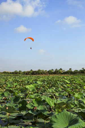 Lotus pond with paraglider flying in the sky.のeditorial素材