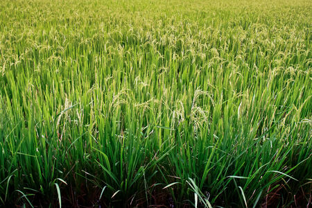 Paddy rice field. Rice plant.の写真素材