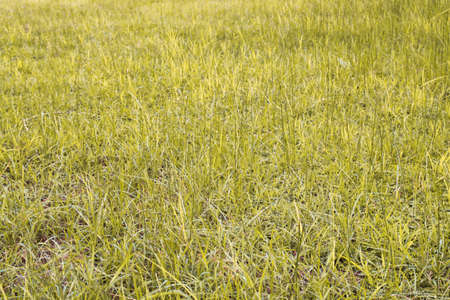 Fresh green grass natural background.の写真素材