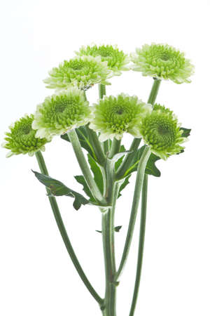 Branches of a green chrysanthemum.の写真素材
