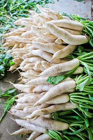 Pile of organic white radish or daikon radish.の写真素材