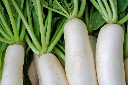 Pile of organic white radish or daikon radish.の写真素材