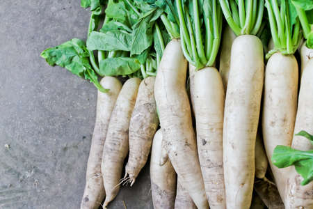 Pile of organic white radish or daikon radish.の写真素材