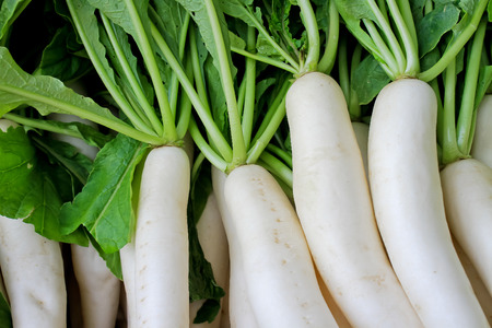 Pile of organic white radish or daikon radish.の写真素材