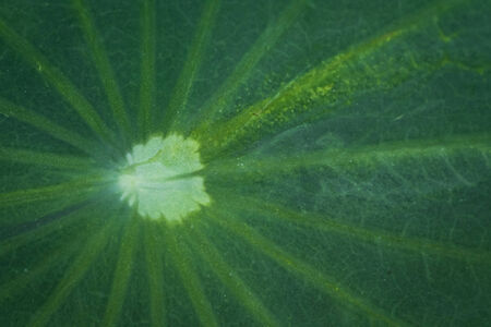 Green leaf of lotus.の写真素材