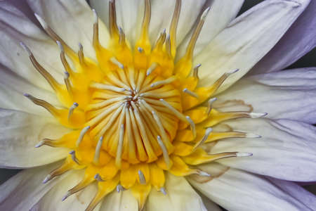 The beautiful Blooming lotus flower.の写真素材