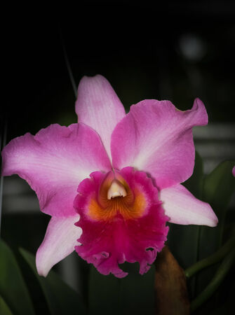 Pink Cattleya Orchid. Orchid flower.の写真素材
