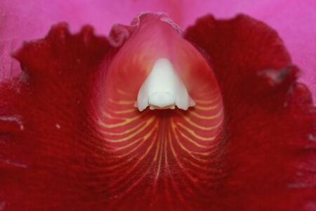 Pink Cattleya Orchid. Orchid flower.の写真素材