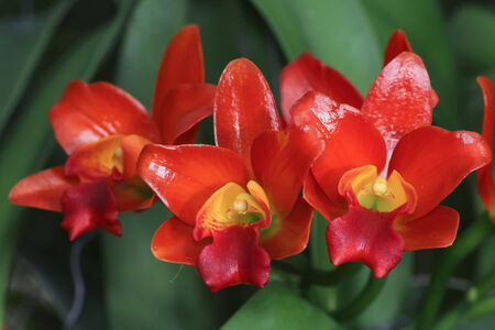 Orange Cattleya Orchid. Fragrant Orchid. Hybrid Aerides Orchid.の写真素材