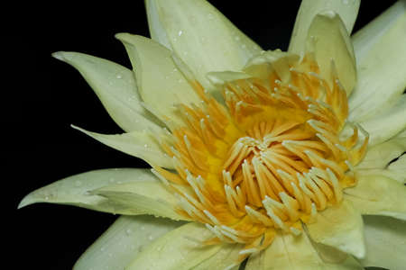 The beautiful Blooming lotus flower.の写真素材