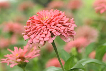 Beautiful pink flowers in garden.の写真素材