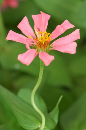 Beautiful pink flowers in garden.の写真素材