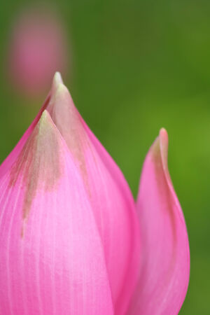 Siam Tulip blooming in rainy season. Soft focus of flowers.の写真素材