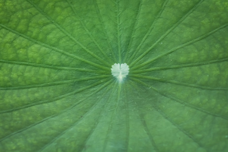 Green leaf of lotus.の写真素材