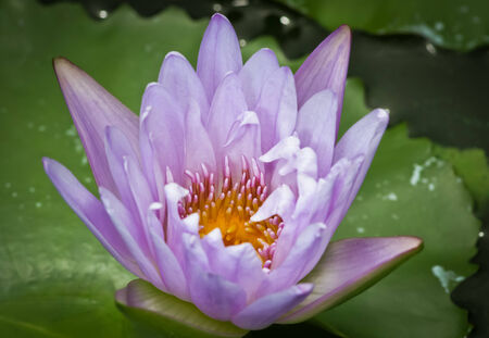Water lily In water. A beautiful lotus.の写真素材