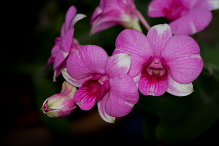Purple orchid branch on black background.の写真素材
