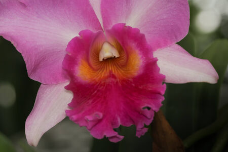 Pink Cattleya Orchid. Orchid flower.の写真素材