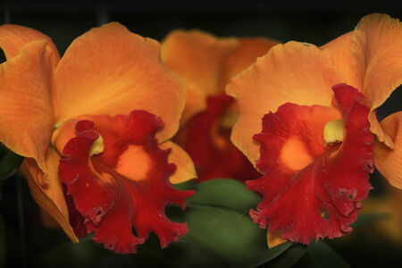 Orange Cattleya Orchid. Orchid flower.の写真素材