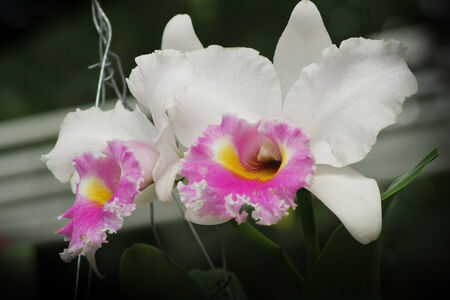 White Cattleya Orchid. Orchid flower.の写真素材