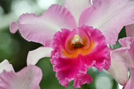 Pink Cattleya Orchid. Orchid flower.の写真素材
