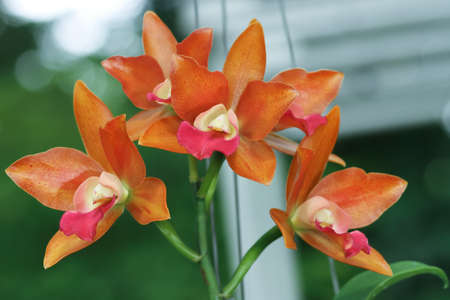 Orange Cattleya Orchid. Fragrant Orchid. Hybrid Aerides Orchid.の写真素材