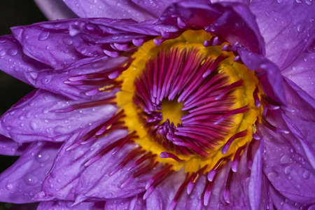 The beautiful Blooming lotus flower.の写真素材