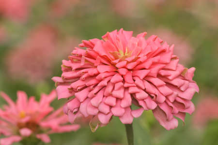 Beautiful pink flowers in garden.の写真素材