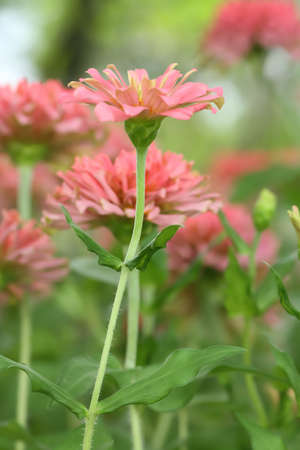 Beautiful pink flowers in garden.の写真素材