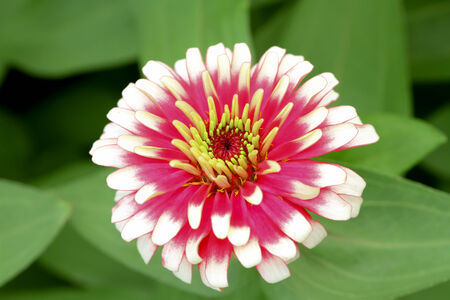 Beautiful pink flowers in garden.の写真素材