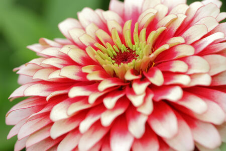 Beautiful pink flowers in garden.の写真素材