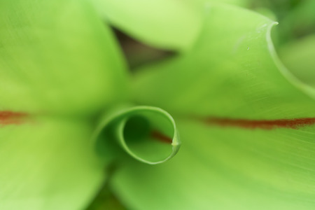 Soft focus of leaves. Extreme close-up of fresh green leaf as background.の写真素材