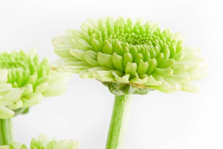 Macro of a green chrysanthemum.の写真素材