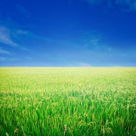 Paddy rice fieldの写真素材