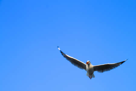 Sea gull were flying on blue sky with food in the mouth.の写真素材