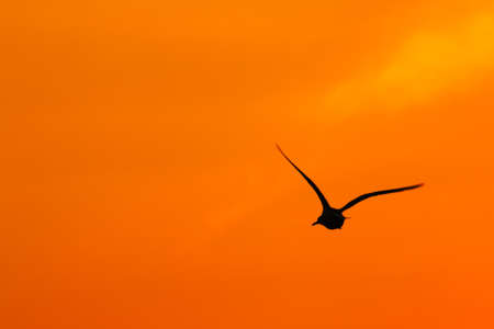 Silhouettes of flying bird in the sky at sunset.の写真素材