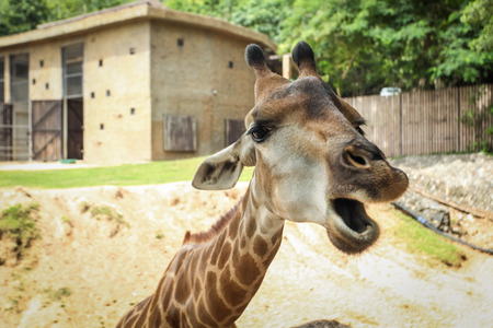 Giraffes wildlife animals. Shot of giraffe head.の写真素材