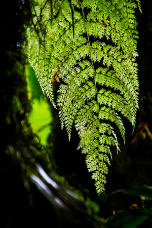 Green of fern in the forest.の写真素材