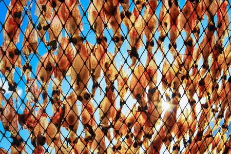 Dried Squid, traditional drying squid in fishing.の写真素材