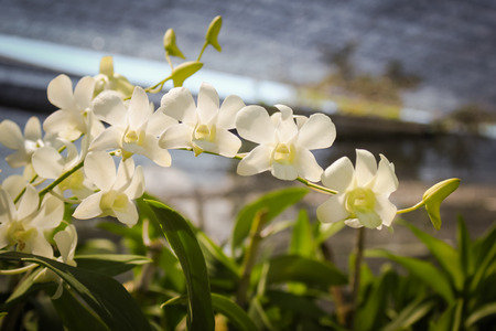Beautiful blooming white orchid. White orchid flower plants.の写真素材