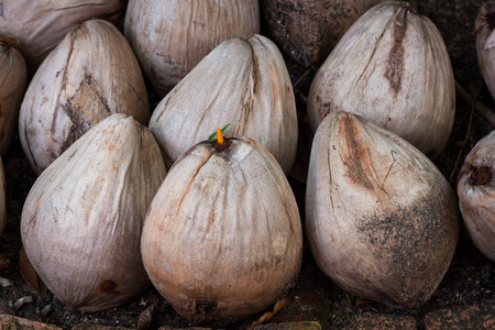Coconuts make coconut milk.の写真素材