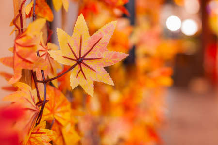 Maple leaves autumn  blurred background.の写真素材