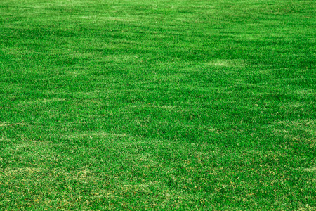 Green grass background texture.の写真素材