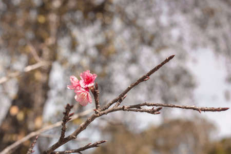 Cherry Blossom trees. Pink Sakura flowers.の写真素材