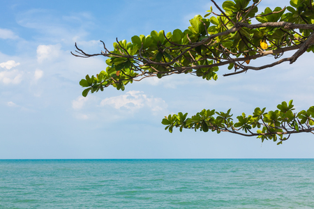 Beautiful tree and calm sea. Tranquil beach and tropical sea.の写真素材