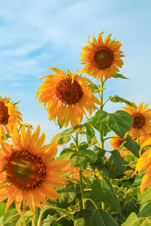 Beautiful of bright colored sunflowers. Sunflower natural blooming.の写真素材