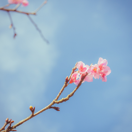 Cherry Blossom trees. Pink Sakura flowers.の写真素材