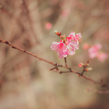 Cherry Blossom trees. Pink Sakura flowers.の写真素材